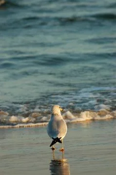 For The Seabirds Stock Photos