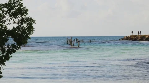 Seabirds on Pilings Stock Footage 73170574