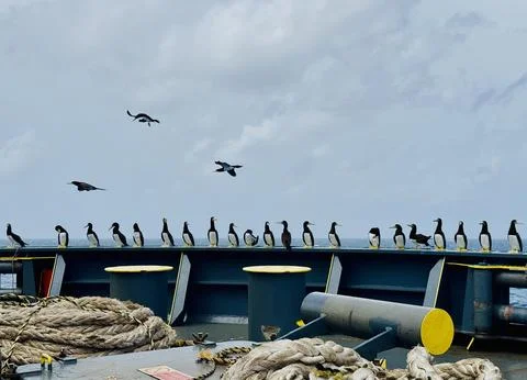 Seabirds Resting on Ship Structure Against Blue Sky at Sea Stock Photos