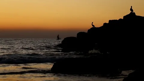 Seabirds on Rock Video stock 83131979