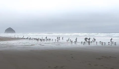 Seabirds on the Seashore Stock Photos