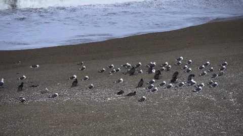 Seabirds on the shore Stock Footage 88937649
