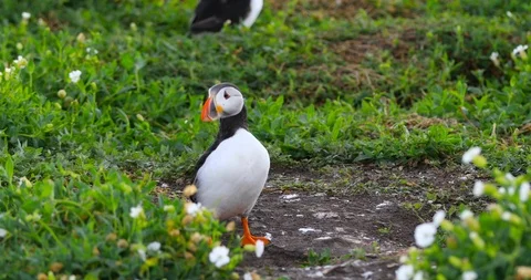Seabirds sitting to the cliff face on Inner Farne, Farne Islands Stock Footage 112432971
