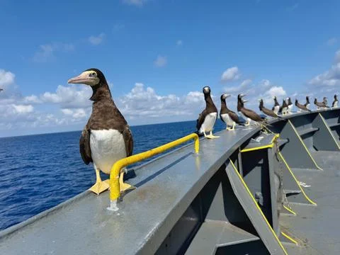 Seabirds sitting on ship railing over ocean, marine wildlife Stock Photos