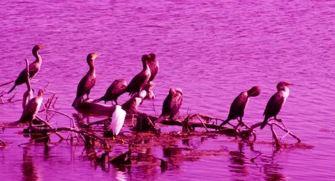SEABIRDS sitting on a tree in a Lagoon Stock Footage