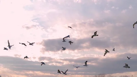 Seabirds in the sky Stock Footage 133571578