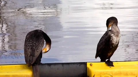 Seabirds standing on the boat Stock Footage 36133772