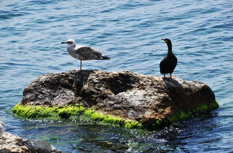 Seabirds on the stone. Stock Photos