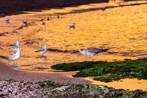 Seabirds at sunset Stock Photos