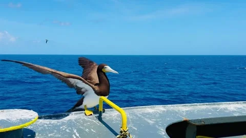 Seabirds taking off from a ship railing  Stock Footage 335797978