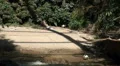 Seabirds at the tropic beach HD Footage