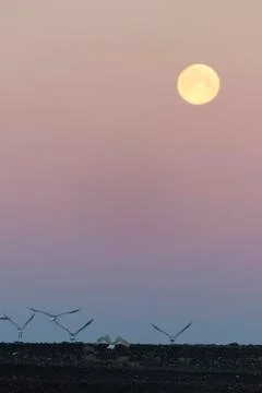 Seabirds under full moon Foto stock