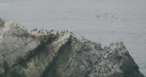 Seabirds in V Formation Flying Over the Pacific Ocean by a Bird Rock 스톡 동영상 317576107