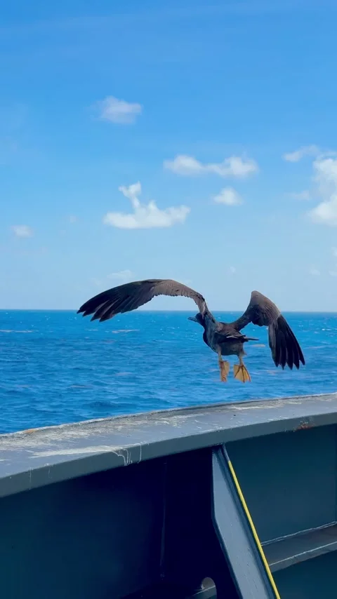 Seaboard is flying above open ocean waters  Stock Footage 335669313