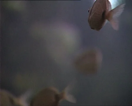 SEABREAM FISH in aquarium close Video stock 22713981