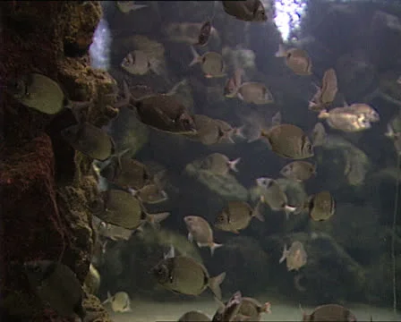 SEABREAM FISH in aquarium Video stock 22714010