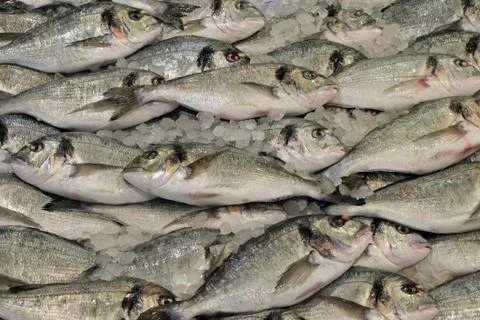 Seabream fish background Foto stock