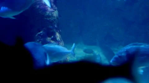 Seabreams swimming in the sea Stock Footage