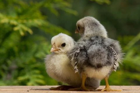 Seabright silver chickens. Stock Photos