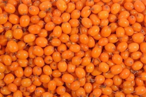Seabuckthorn as background texture Stock Photos