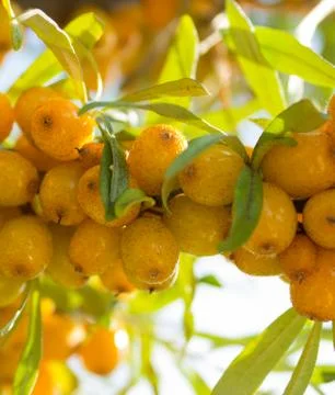 Seabuckthorn Stock Photos