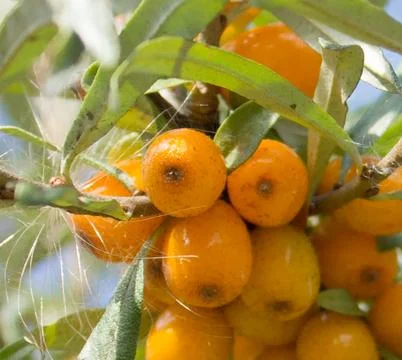 Seabuckthorn Stock Photos