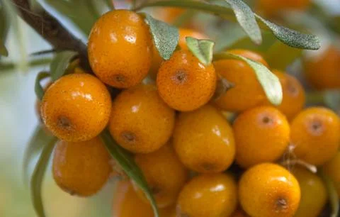 Seabuckthorn Stock Photos
