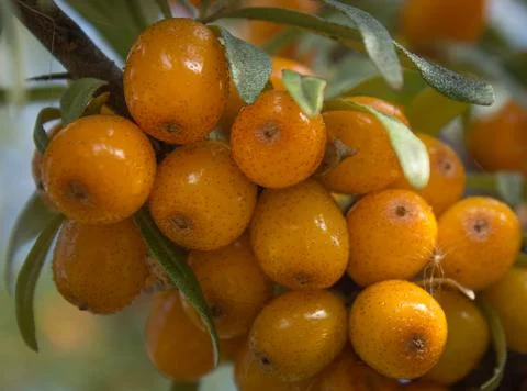 Seabuckthorn Stock Photos