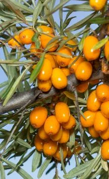 Seabuckthorn Stock Photos