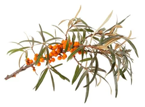 Seabuckthorn Stock Photos