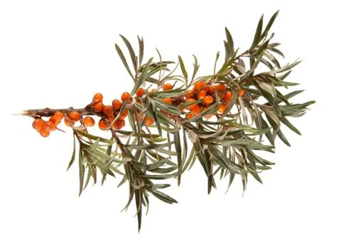 Seabuckthorn Stock Photos
