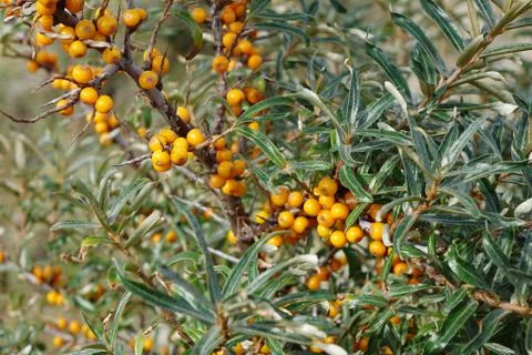 Seabuckthorn Stock Photos