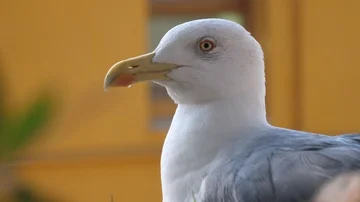 Seabull looking at the camera Stock Footage 85952511