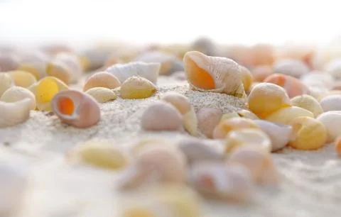 Seachells on sand Stock-Fotos