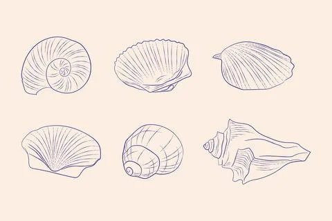 Seachells vintage hand drawn vector illustrations イラスト素材