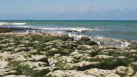 Seacoast Stock Footage 173560740