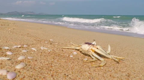 Seacoast with Shells and Crab Stock Footage 64151106
