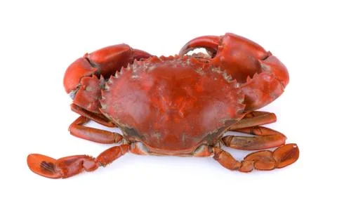 Seacrab on white background Stock Photos