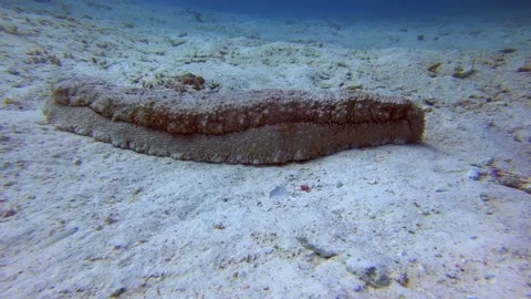 Seacucumber Stock Footage 138853923