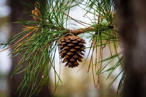 Sead Pod on tree branch Stockfoto's