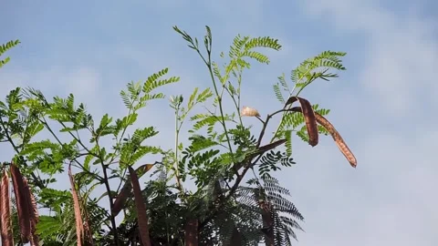 Sead tree or river tamarind wind in the air Stock Footage 341555293