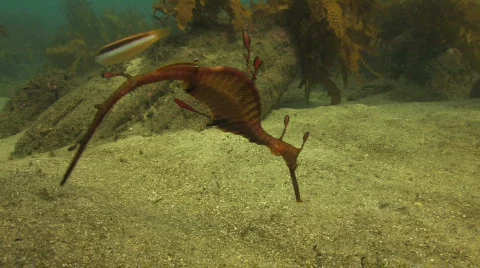 Seadragon HD Stock Footage 490720