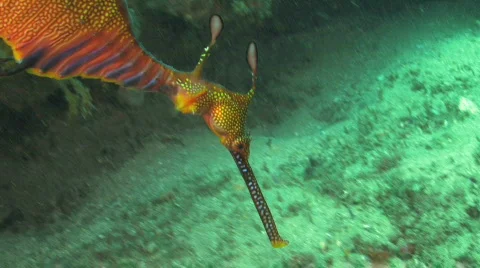 Seadragon HD Stock Footage 490870