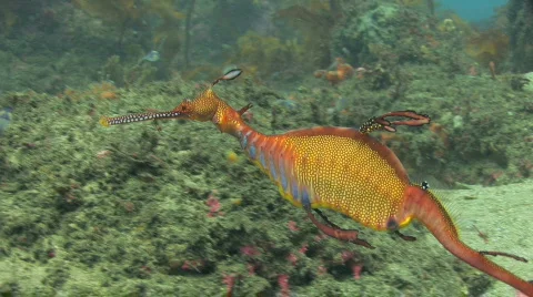 Seadragon HD Stock Footage 491052