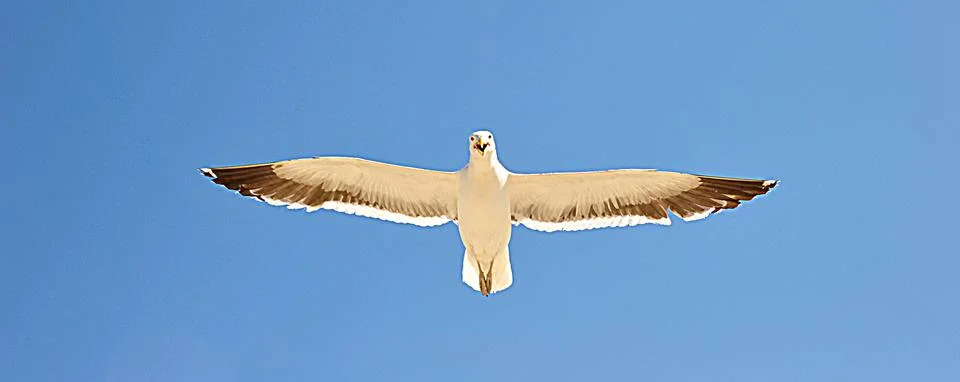 Seadull in to the sky Stock Photos