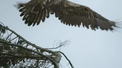 Seaeagle taking off; Germany Stock Footage 264604361