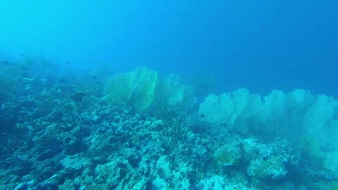 Seafan in the sea Stock Footage 279399998