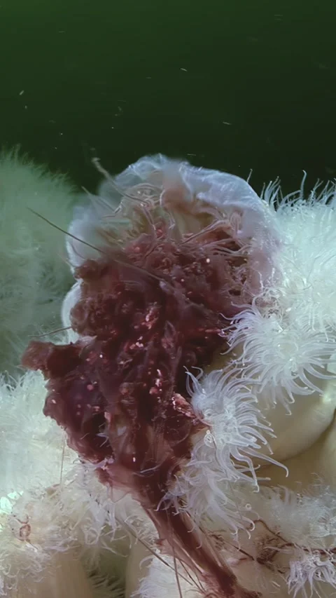 Seafloor Feast Metridium Senile Devours Lion's Mane Jellyfish in Arctic Stock Footage 320326540