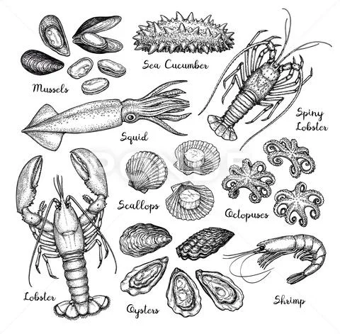 Seafood big set. Stock Illustration