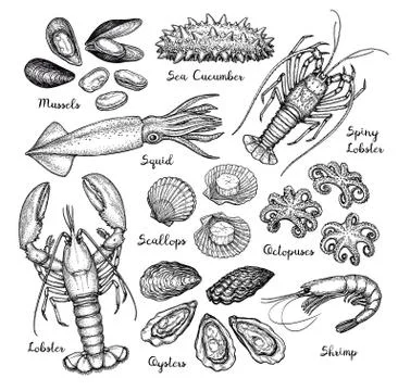 Seafood big set. Stock Illustration